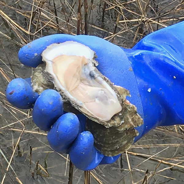 gloved-hand-with-oyster-6711.jpg