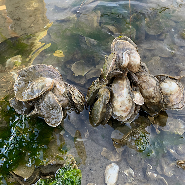 oysters-at-the-shore-4983.jpg